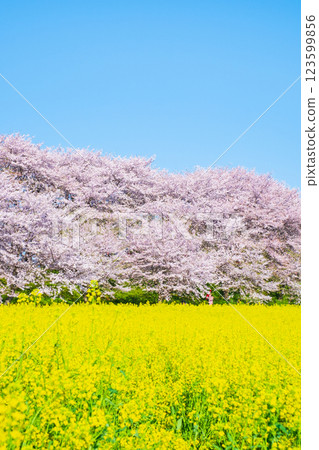 Gyodo神社 123599856