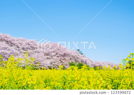 Gyodo神社 Gyodo神社 123599872