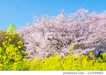 Sakura and rape blossoms (at Gongendo Tsutsumi) 123599965