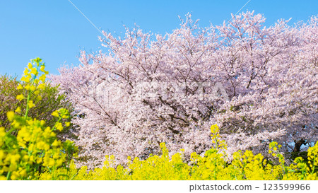 Sakura and rape blossoms (at Gongendo Tsutsumi) 123599966
