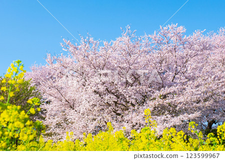 櫻花和油菜花(在Gongendo Sakuratsutsumi) 櫻花和油菜花(在Gongendo Sakuratsutsumi) 123599967