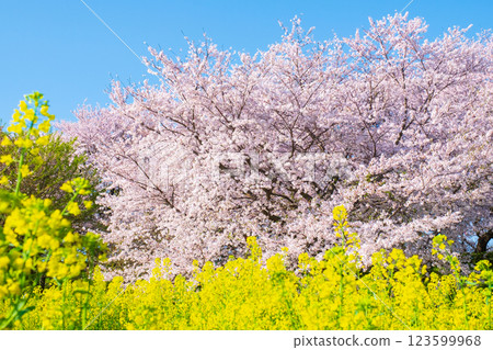 Sakura and rape blossoms (at Gongendo Tsutsumi) 123599968