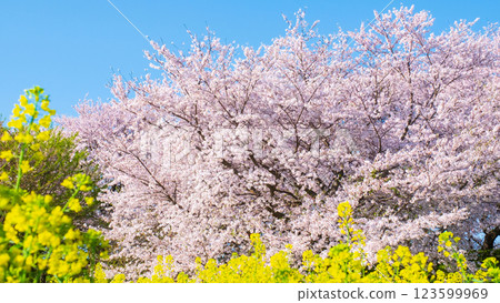 Sakura and rape blossoms (at Gongendo Tsutsumi) Sakura and rape blossoms (at Gongendo Tsutsumi) 123599969