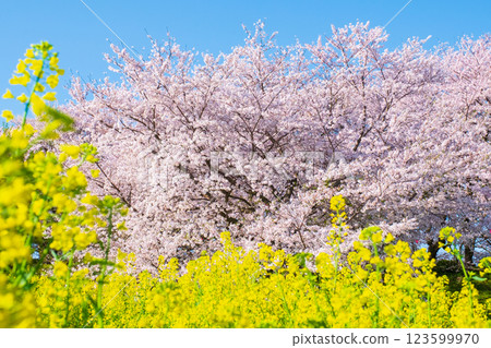Sakura and rape blossoms (at Gongendo Tsutsumi) 123599970