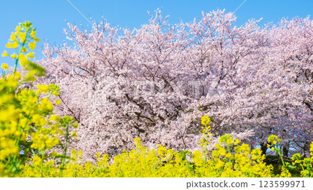 Sakura and rape blossoms (at Gongendo Tsutsumi) Sakura and rape blossoms (at Gongendo Tsutsumi) 123599971