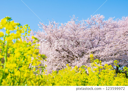 Sakura and rape blossoms (at Gongendo Tsutsumi) 123599972