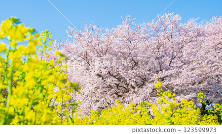 Sakura and rape blossoms (at Gongendo Tsutsumi) 123599973
