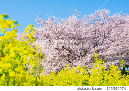 Sakura and rape blossoms (at Gongendo Tsutsumi) 123599974