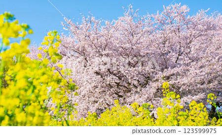 Sakura and rape blossoms (at Gongendo Tsutsumi) 123599975