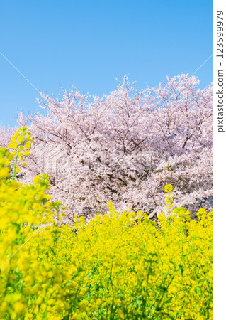 Sakura and rape blossoms (at Gongendo Tsutsumi) 123599979