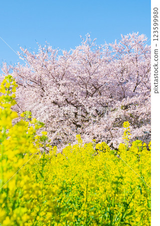 Sakura and rape blossoms (at Gongendo Tsutsumi) Sakura and rape blossoms (at Gongendo Tsutsumi) 123599980