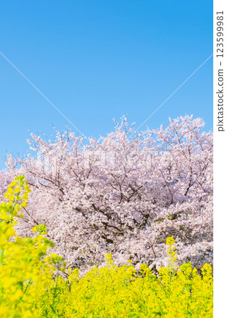Sakura and rape blossoms (at Gongendo Tsutsumi) Sakura and rape blossoms (at Gongendo Tsutsumi) 123599981