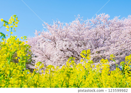 櫻花和油菜花(在Gongendo Sakuratsutsumi) 櫻花和油菜花(在Gongendo Sakuratsutsumi) 123599982