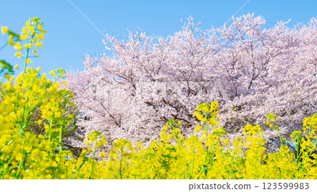 Sakura and rape blossoms (at Gongendo Tsutsumi) 123599983