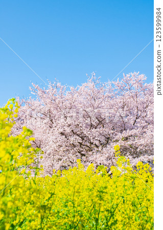 Sakura and rape blossoms (at Gongendo Tsutsumi) 123599984