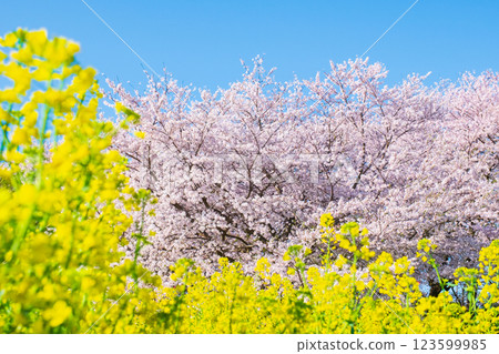 櫻花和油菜花（在Gongendo Sakuratsutsumi） 123599985