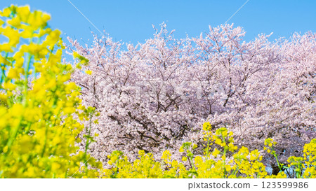 Sakura and rape blossoms (at Gongendo Tsutsumi) 123599986