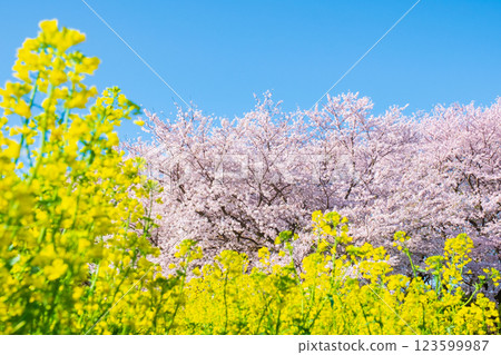 Sakura and rape blossoms (at Gongendo Tsutsumi) 123599987