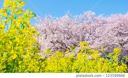 櫻花和油菜花（在Gongendo Sakuratsutsumi） 123599988