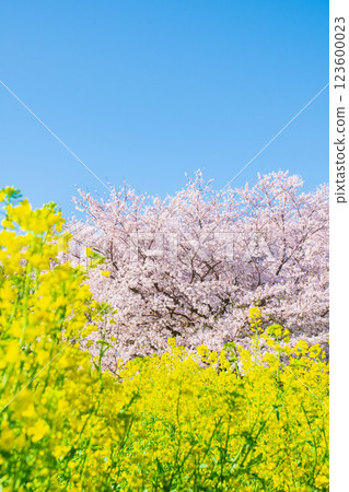 Sakura and rape blossoms (at Gongendo Tsutsumi) Sakura and rape blossoms (at Gongendo Tsutsumi) 123600023