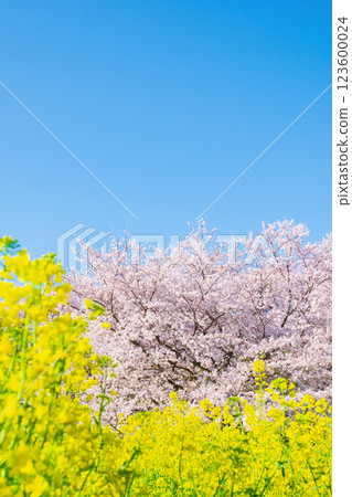 Sakura and rape blossoms (at Gongendo Tsutsumi) 123600024