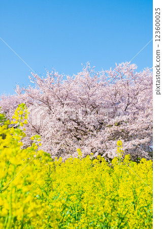 Sakura and rape blossoms (at Gongendo Tsutsumi) 123600025