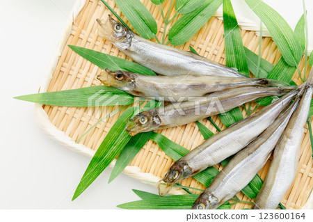 美味可口：雄性薩哈林柳鶯 123600164