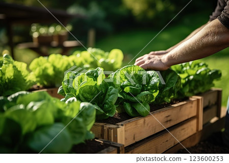 Harmony in Urban Agriculture: Wooden Raised Beds Flourish in a Modern Garden, Cultivating Plants, Herbs, Spices, and Vegetables for a Thriving Community Urban Rooftop Garden Oasis. created with 123600253