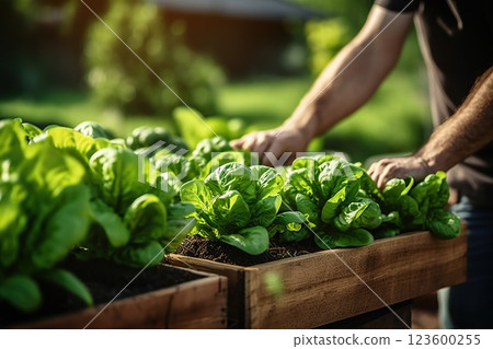 Harmony in Urban Agriculture: Wooden Raised Beds Flourish in a Modern Garden, Cultivating Plants, Herbs, Spices, and Vegetables for a Thriving Community Urban Rooftop Garden Oasis. created with 123600255