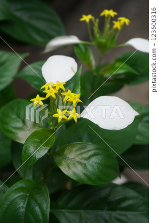 一朵花的外耳 一朵花的外耳 123600316