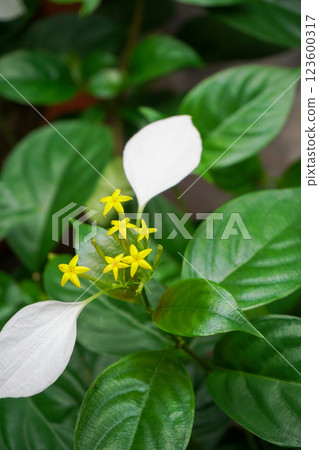 一朵花的外耳 一朵花的外耳 123600317