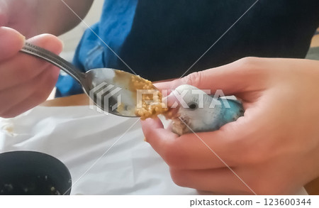 A light blue budgerigar chick being fed with a spoon A light blue budgerigar chick being fed with a spoon 123600344