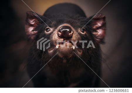 Tasmanian Devil 123600681