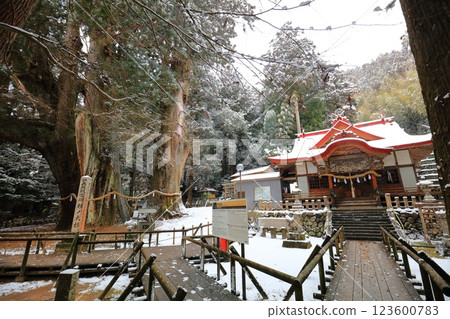 [Kochi Prefecture] Snow falls on Japan's largest cedar tree and Yasaka Shrine 123600783