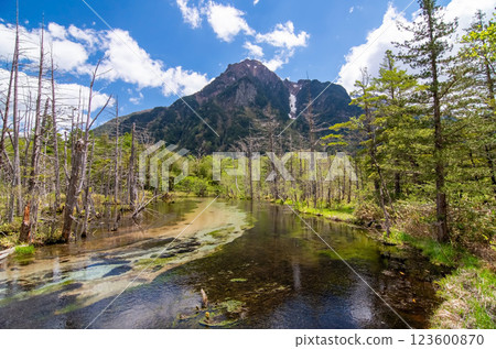 【初夏的上高地】岳澤濕原與六百山 【初夏的上高地】岳澤濕原與六百山 123600870