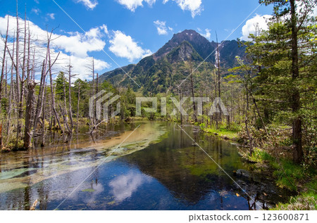 【初夏的上高地】岳澤濕原與六百山 【初夏的上高地】岳澤濕原與六百山 123600871