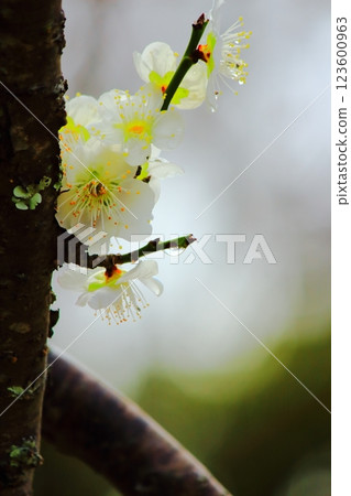 Drops of water on the petals of white plum blossoms after the rain 123600963