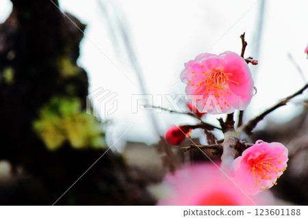 Pink plum blossoms after the rain 123601188