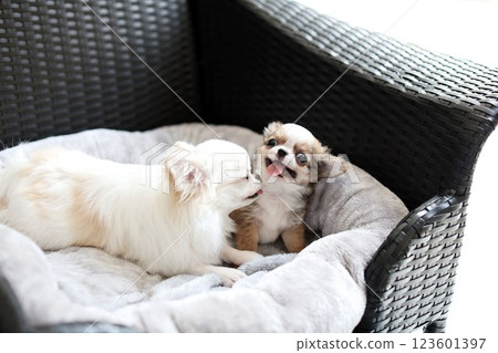 Chihuahua puppy 2 months old 123601397