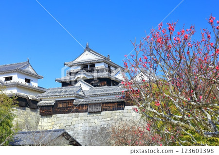 【愛媛郡】初春的松山城與紅梅 【愛媛郡】初春的松山城與紅梅 123601398