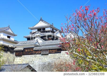 【愛媛郡】初春的松山城與紅梅 【愛媛郡】初春的松山城與紅梅 123601399