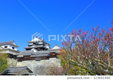 [Ehime Prefecture] Matsuyama Castle and red plum blossoms in early spring 123601400