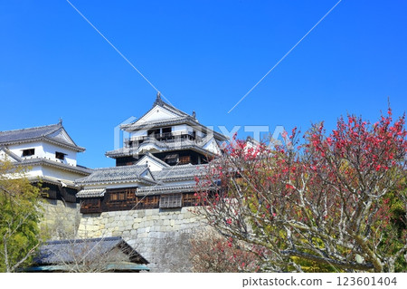 【愛媛郡】初春的松山城與紅梅 123601404