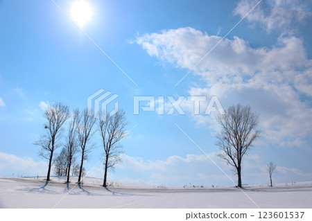 冬季格羅夫在陽光明媚的雪原 冬季格羅夫在陽光明媚的雪原 123601537