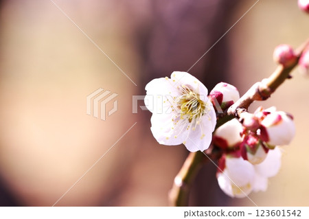 早春的梅花 早春的梅花 123601542