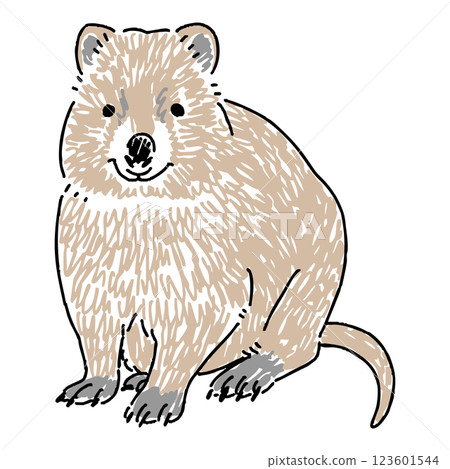 Hand drawn illustration of a quokka wallaby Hand drawn illustration of a quokka wallaby 123601544