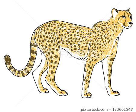 Cheetah hand drawn illustration 123601547