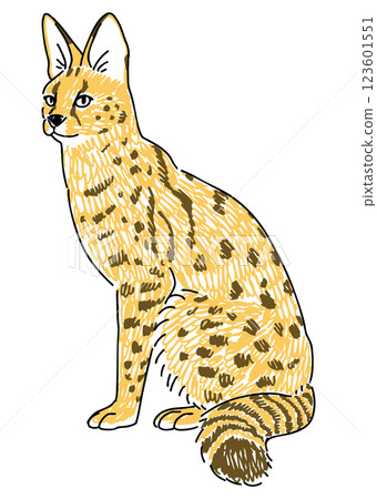 Serval cat hand drawn illustration 123601551