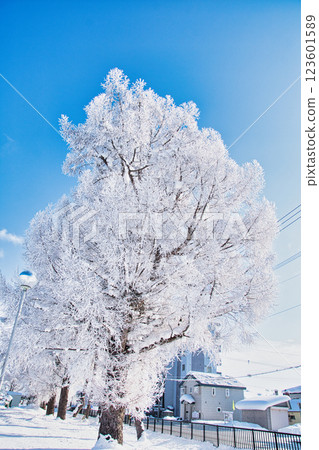 Rime on trees and winter scenery Rime on trees and winter scenery 123601589