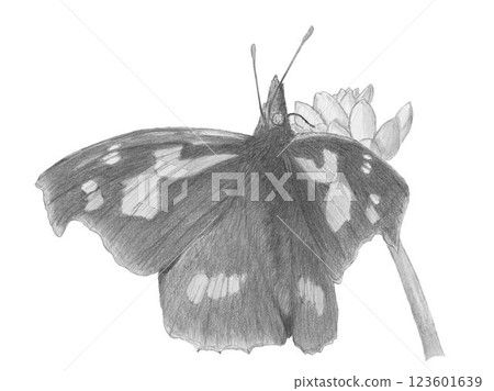 Tengu butterfly _ pencil drawing Tengu butterfly _ pencil drawing 123601639